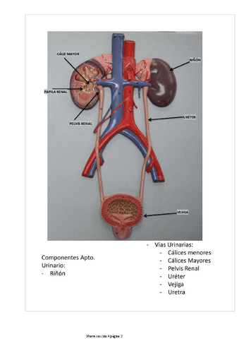pract-genitourinario-1.pdf