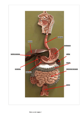 practicas-digestivo-2.pdf