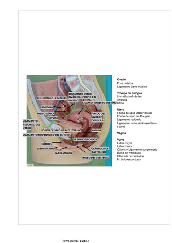 practicas-genito-urinario-2.pdf