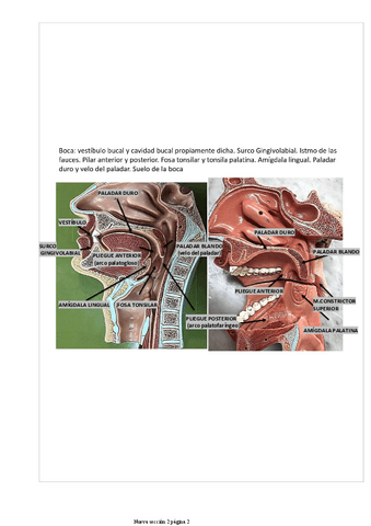 practticas-digestivo-1.pdf