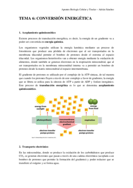 TEMA 6 bct.pdf