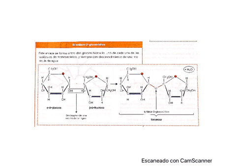 glucidos-lipidos-proteinas.pdf