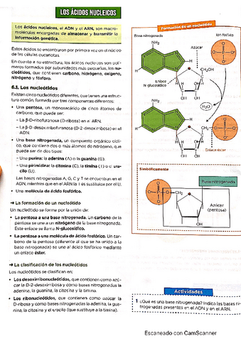 Los-acidos-nucleicos.pdf