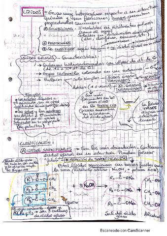 Lipidos.pdf