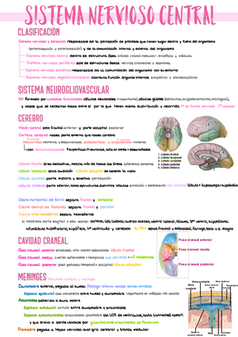 1.-Sistema-Nervioso-Central.pdf