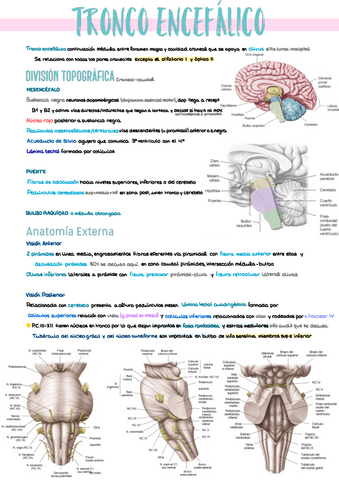 2.-Troncoencefalo.pdf