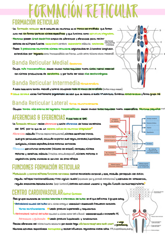 3.-Formacion-Reticular.pdf