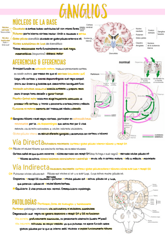 7.-Ganglios-de-la-Base.pdf