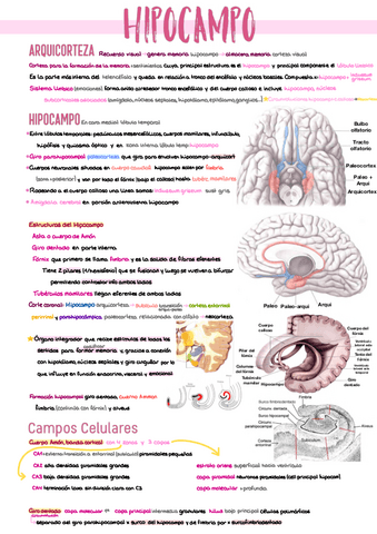 8.-Hipocampo.pdf
