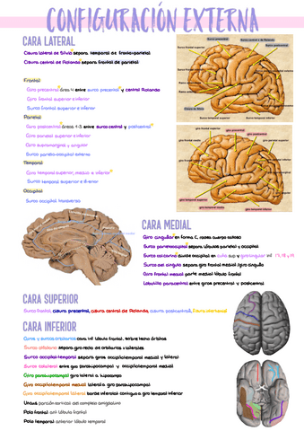 11.-Configuracion-Externa-Cerebro.pdf
