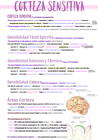 13.-Corteza-Sensitiva.pdf