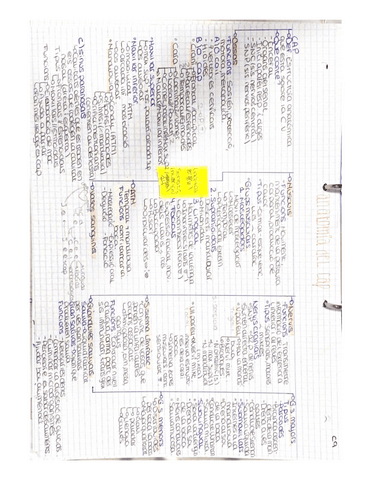 ESQUEMA-ANATOMIA-DE-CAP-BOCA-I-DENTS.pdf