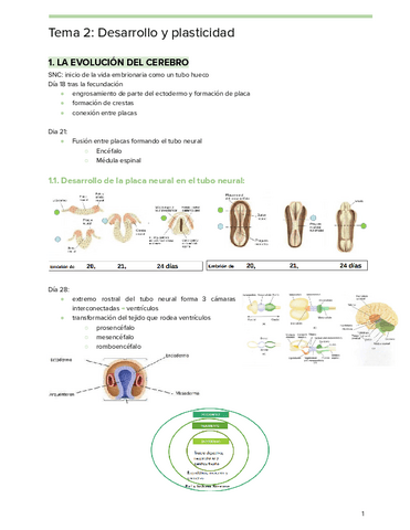 Tema-2-Neuro.pdf