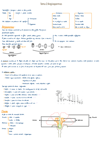 Tema-2-Angiospermas.pdf