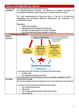 BC-Tema11metabolisme.pdf