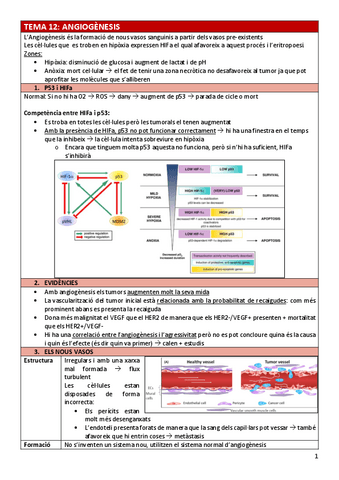 BC-Tema12angiogenesis.pdf