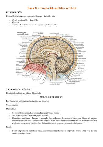 Tema-14-Tronco-del-encefalo-y-cerebelo.pdf