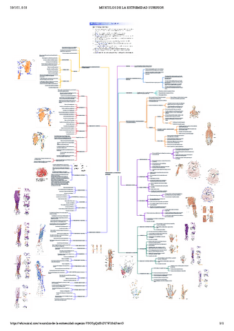 MUSCULOS-DE-LA-EXTREMIDAD-SUPERIOR.pdf