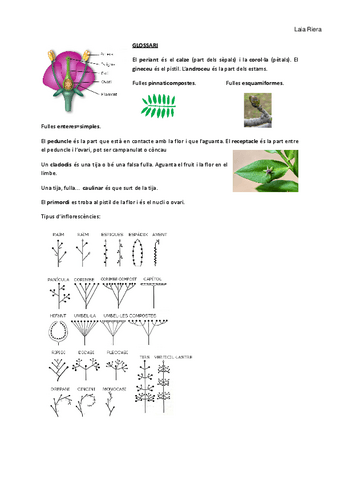 Plantes-Practiques.pdf