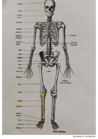 Sistema-esqueletico-Cuaderno-para-colorear.pdf