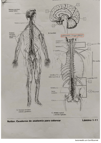 Sistema-nervioso-Cuaderno-para-colorear.pdf