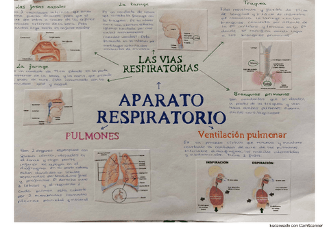 esquema-aparato-respiratorio.pdf