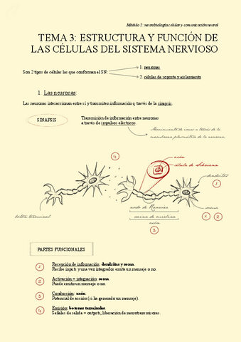 TEMA-3.-Estructura-y-funcion-de-las-celulas-del-SN.pdf