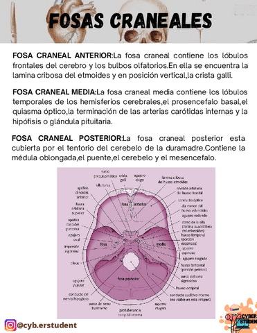 FOSAS-CRANEALES.pdf