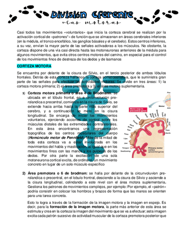 DIVISION-EFERENTE.pdf