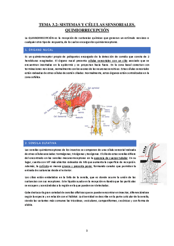 Tema-3.2-Sistemas-y-celulas-sensoriales-quimioreceptores.pdf