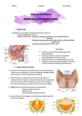 TEMA-6-AP.-REPRODUCTOR-MASCULINO.pdf