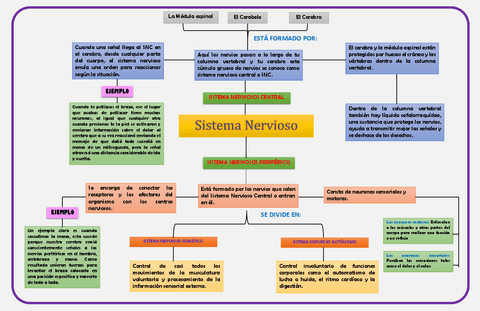 SISTEMA-NERVIOSO-CENTRAL-Y-PERIFERICO.pdf