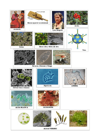 Tema07ClasificacionSSVVImagenes.pdf