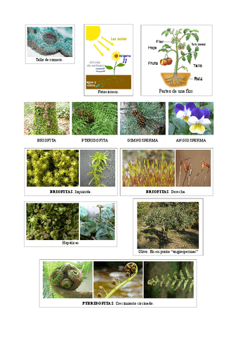 Tema08ReinoplantasImagenes.pdf