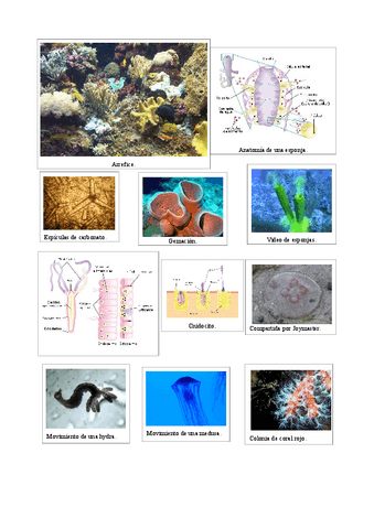 Tema09InvertebradosImagenes.pdf