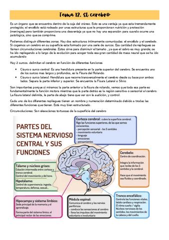 Tema-12.El-cerebro.pdf