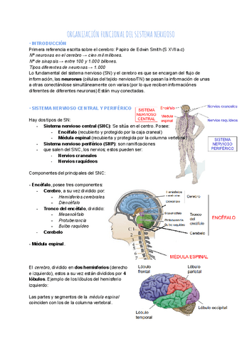 Tema-1.-Organizacion-funcional-del-SN.pdf