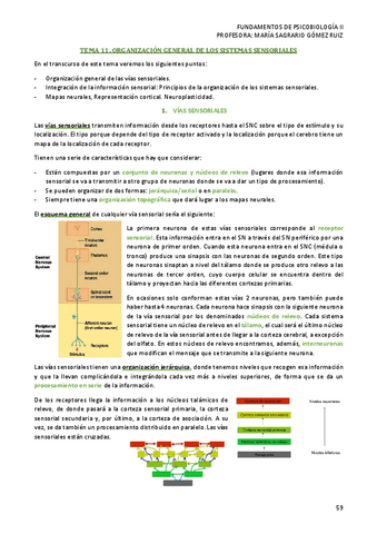 TEMA-11-PSICOBIOLOGIA-II.pdf