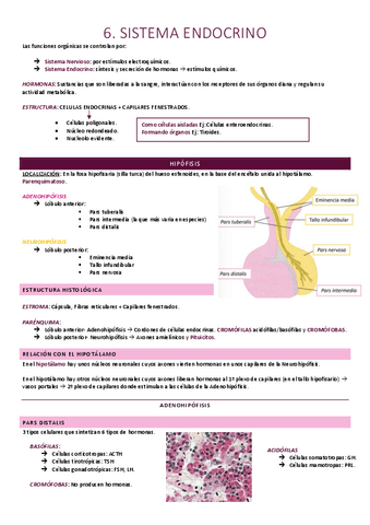 Sistema endocrino.pdf