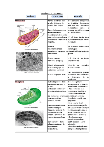 ORGANULOS-CELULARES.pdf