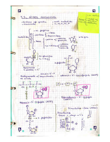T5.-ACIDOS-NUCLEICOS.pdf