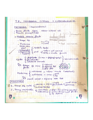 T7-Y-8.-CELULA-ESTRUCTURA-ORGANULOS-Y-COMPOSICION.pdf