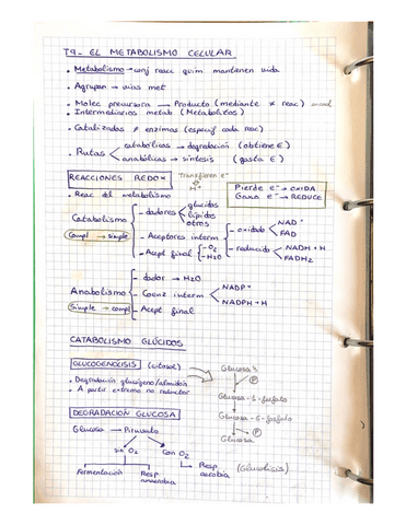 T9.-EL-METABOLISMO-CELULAR.pdf