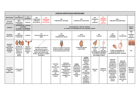 TEMA-11-TABLA-SISTEMA-ENDOCRINO-ESPE-sistema-hipotalamo-hipofisiario.pdf