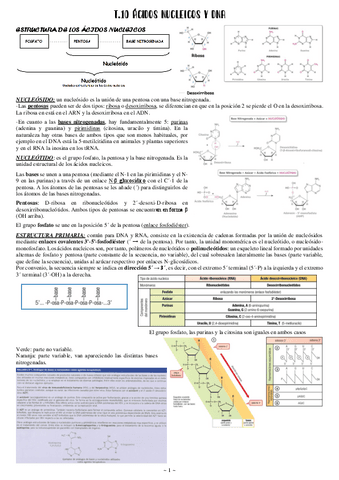10-Acidos-nucleicos-y-DNA.pdf