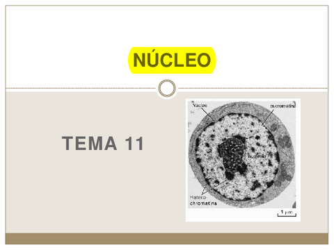TEMA-9.-Nucleo-ok-copia.pdf