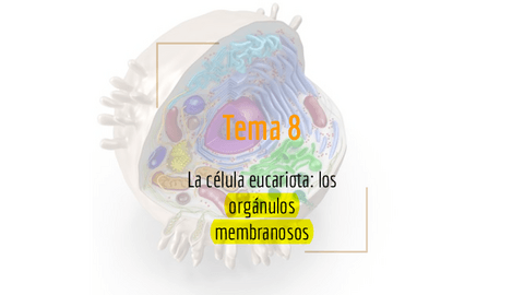 Tema-8-Organulos-membranosos.pdf