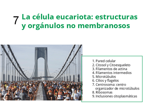 7-Cel.-euc.--org.-NO-membr..pdf