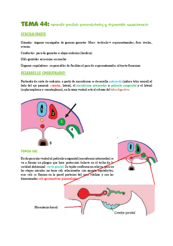 TEMA-44aparato-genital-desarrollo-embrionario.pdf