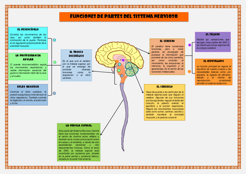 EL-CEREBRO-PARTES-DEL-SISTEMA-NERVIOSO.pdf